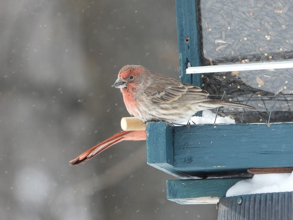 House Finch - ML630918725