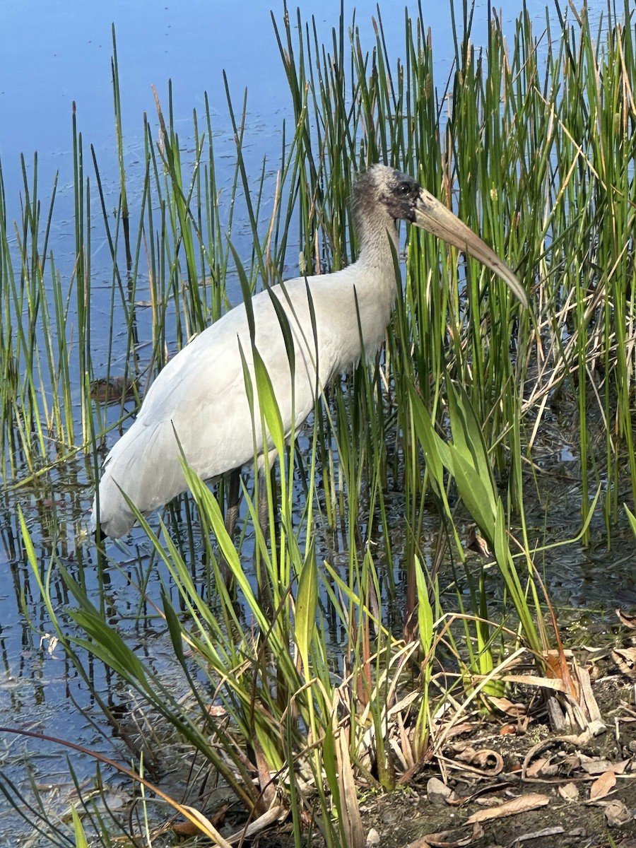 Wood Stork - ML630918746