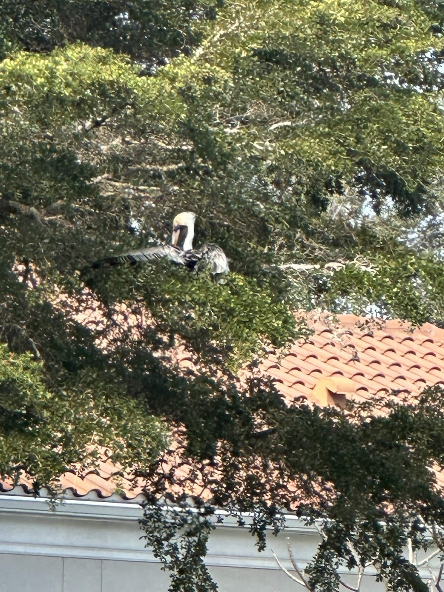 Brown Pelican - ML630918758