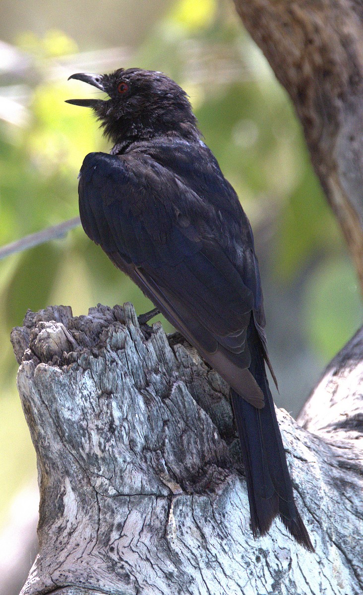 Trauerdrongo (apivorus) - ML630918844
