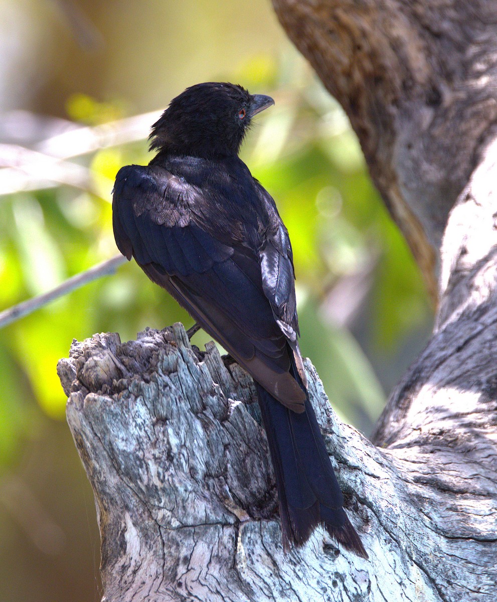 Trauerdrongo (apivorus) - ML630918845