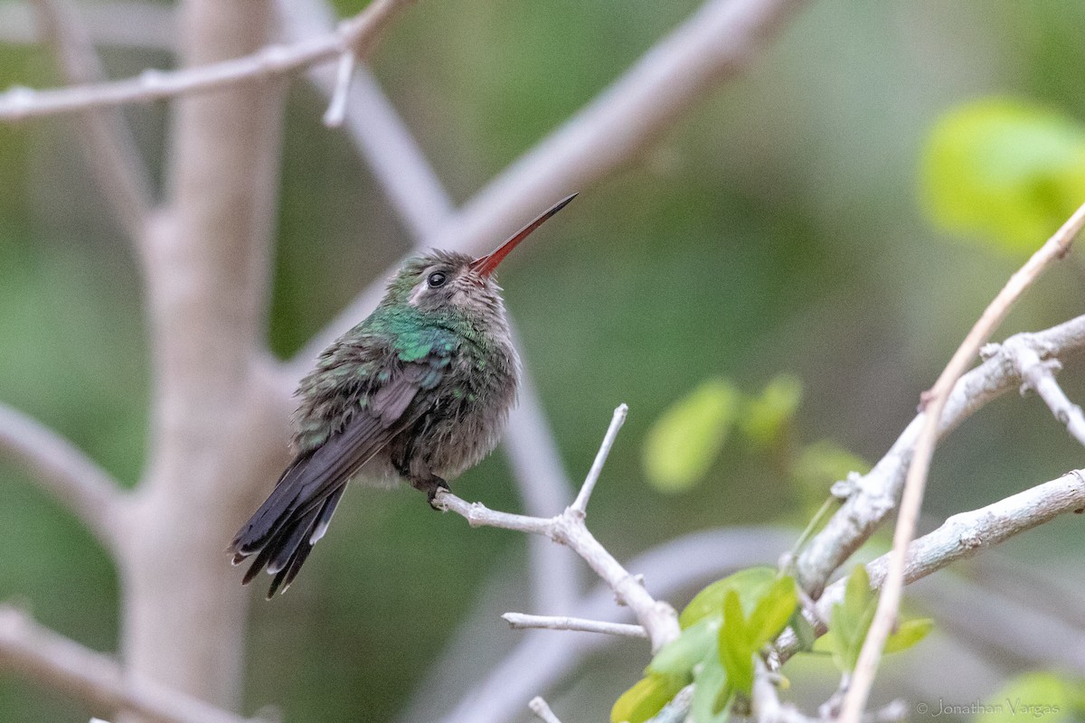 Tres Marias Hummingbird - ML630919336