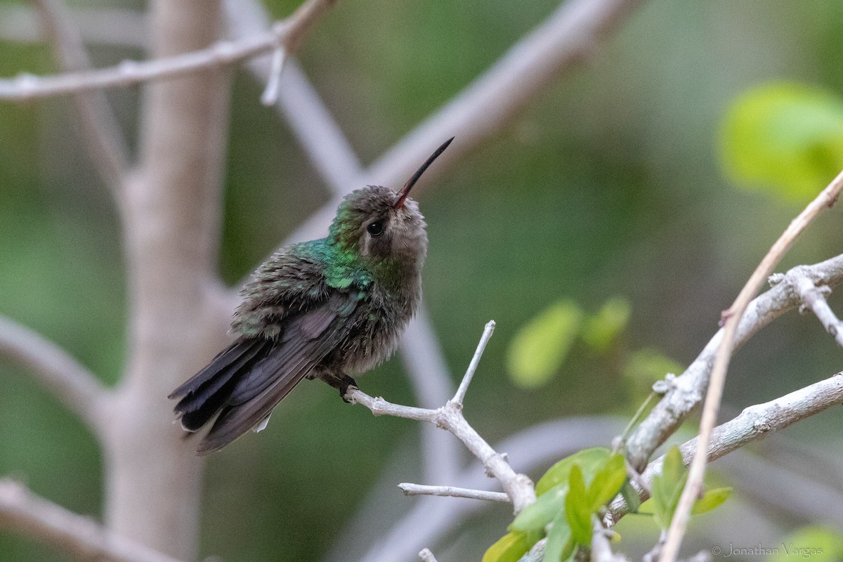 Tres Marias Hummingbird - ML630919339