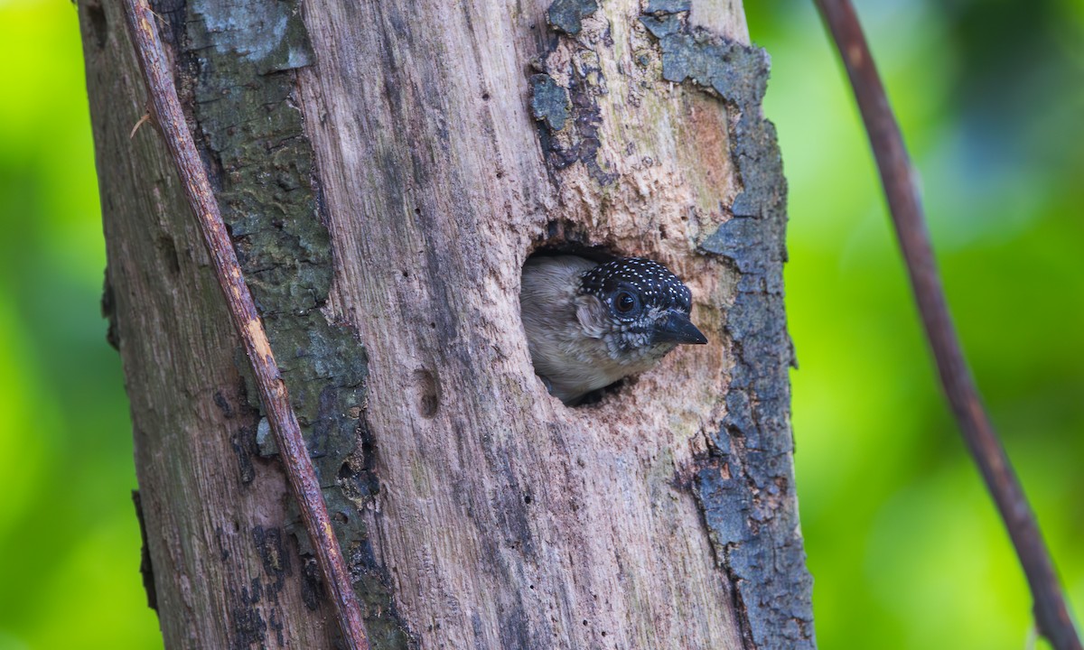 Grayish Piculet - ML630919396