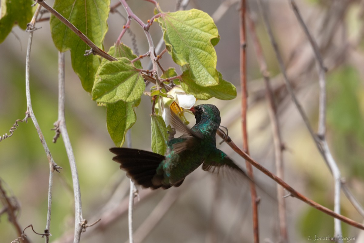 Tres Marias Hummingbird - ML630919429
