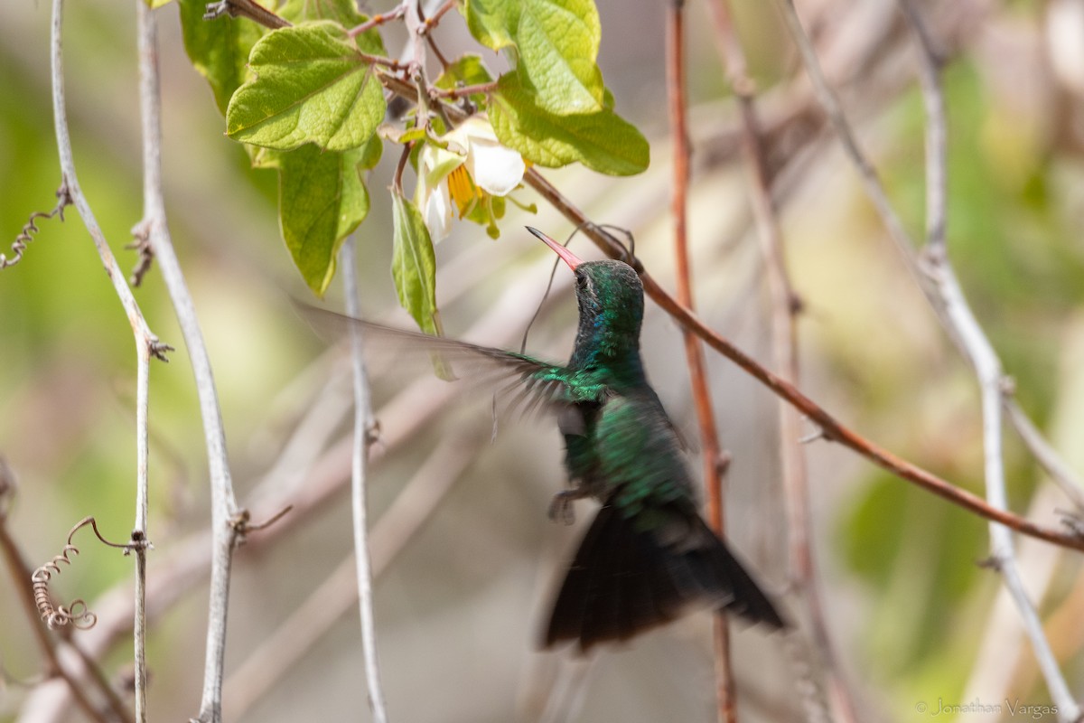Tres Marias Hummingbird - ML630919430