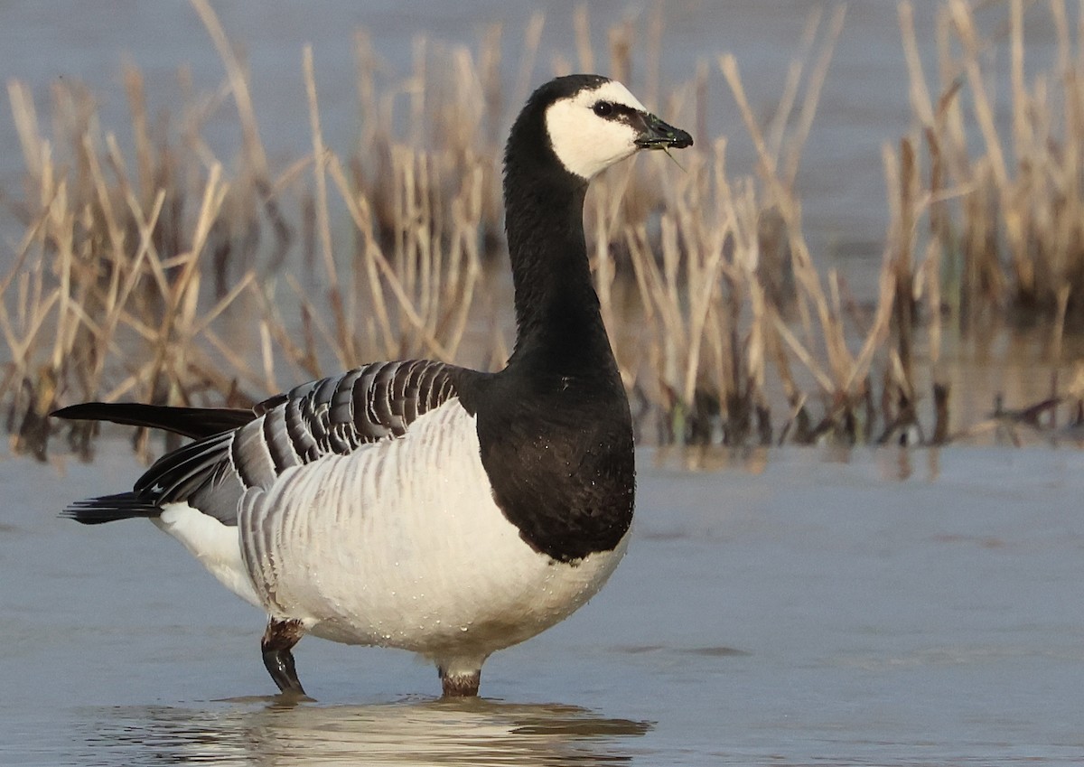 Branta musuzuria - ML630919469