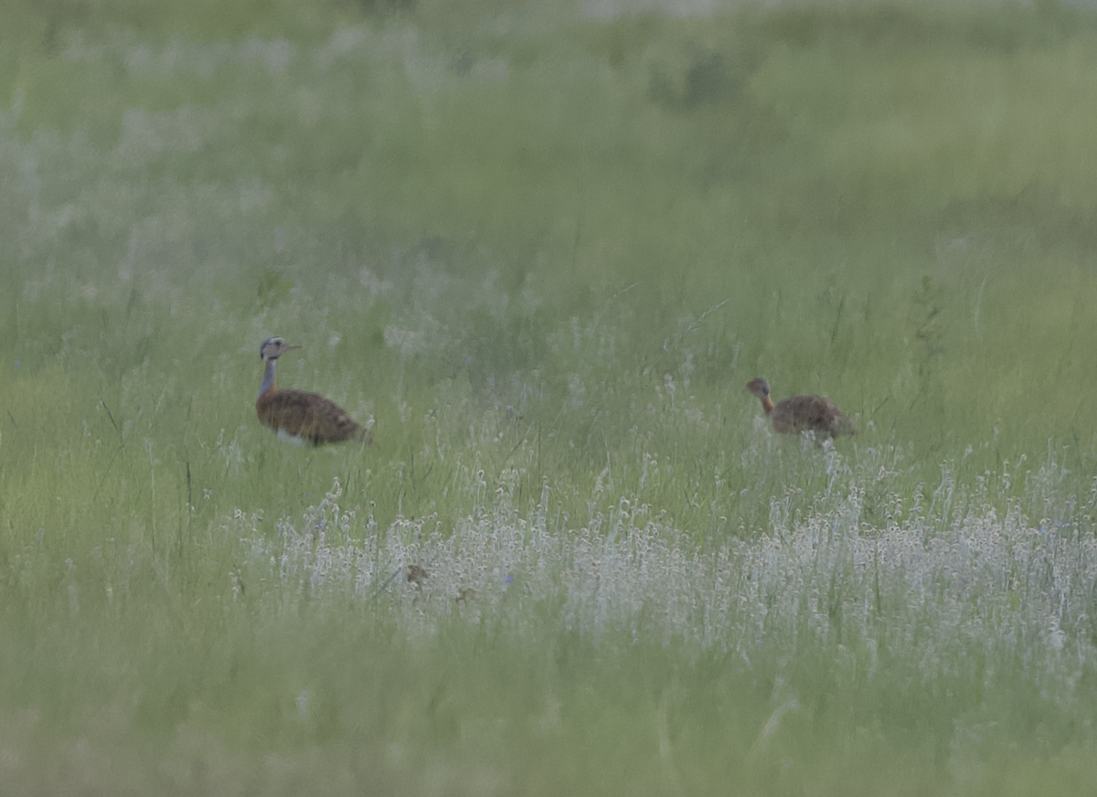 White-bellied Bustard (Barrow's) - ML630919643