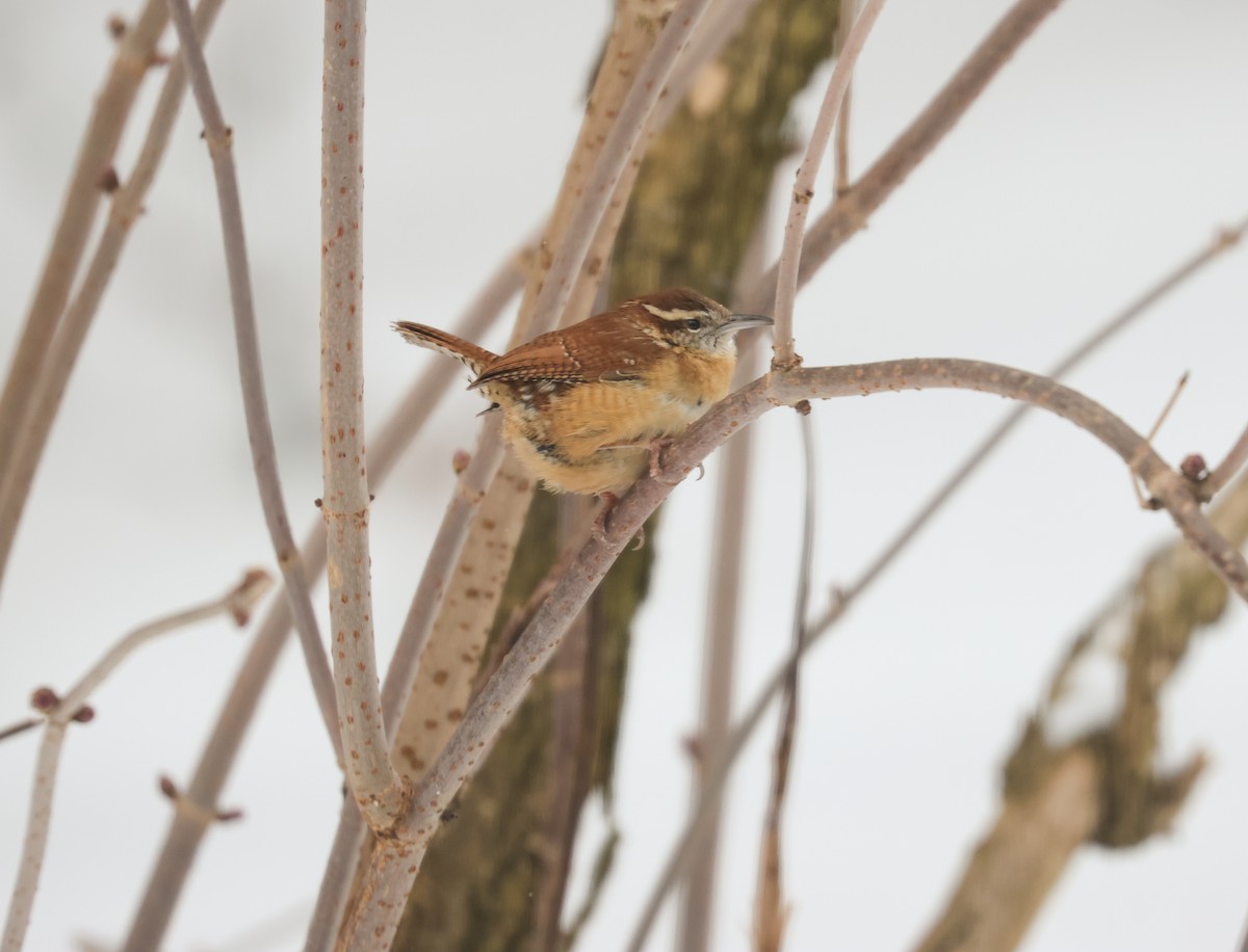 Carolina Wren - ML630919752