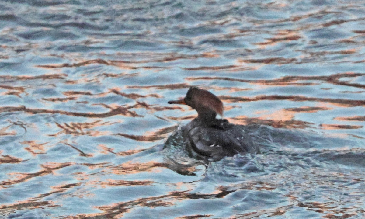 Hooded Merganser - ML630919857