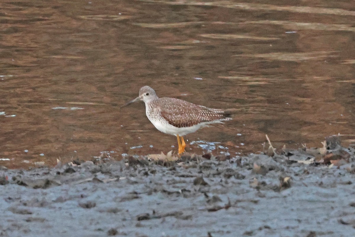 Greater Yellowlegs - ML630919864