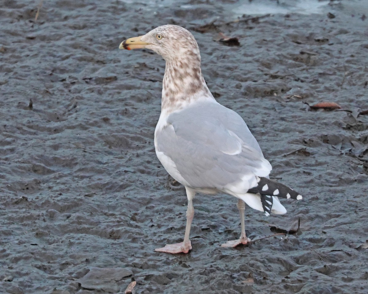 American Herring Gull - ML630919868