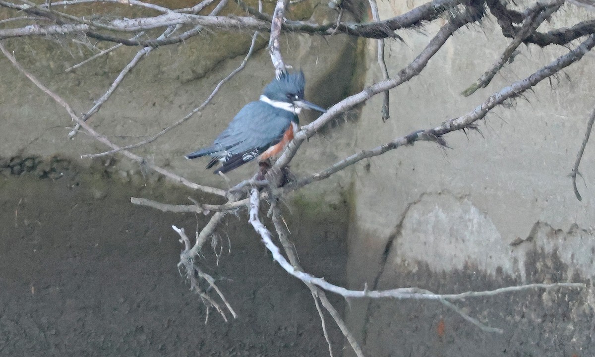 Belted Kingfisher - ML630919883