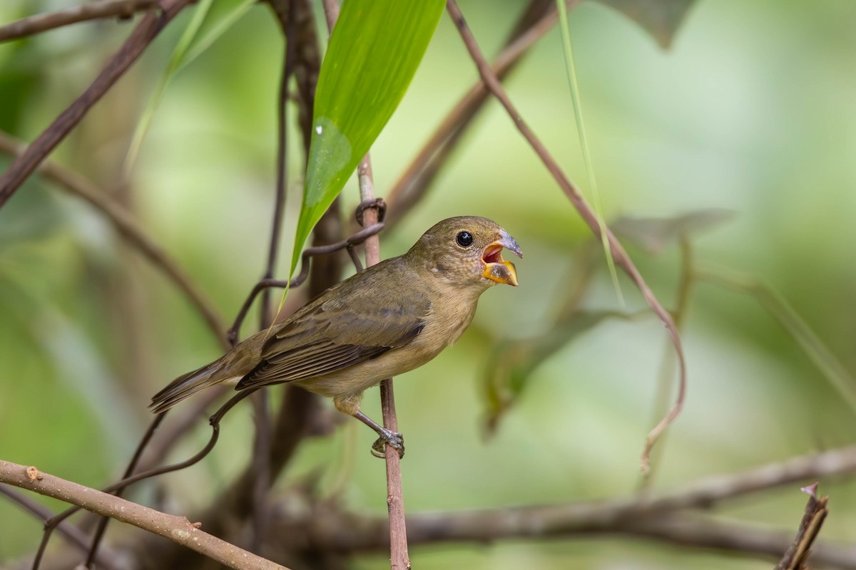 Temminck's Seedeater - ML630919891