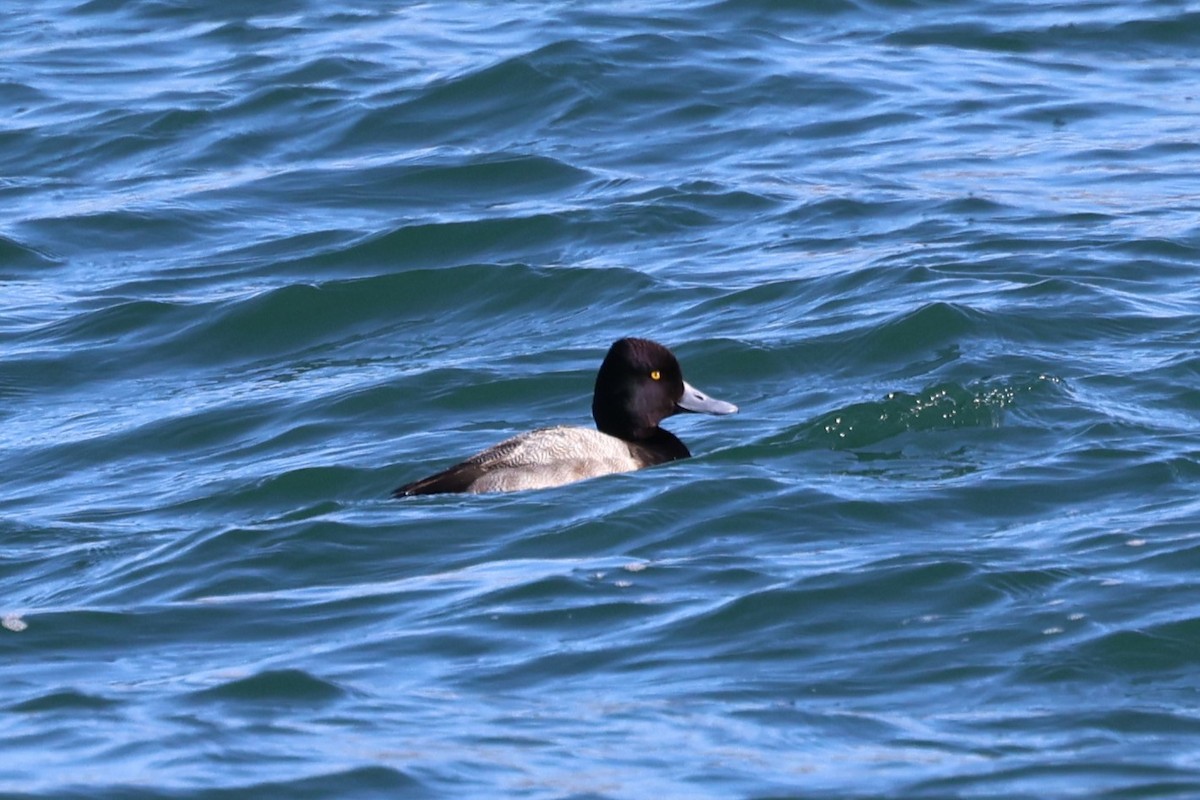 Lesser Scaup - ML630919966