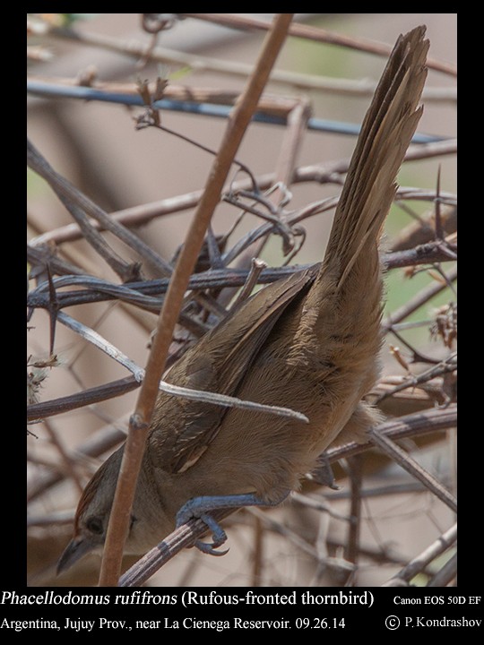 Rufous-fronted Thornbird (Rufous-fronted) - ML630920145