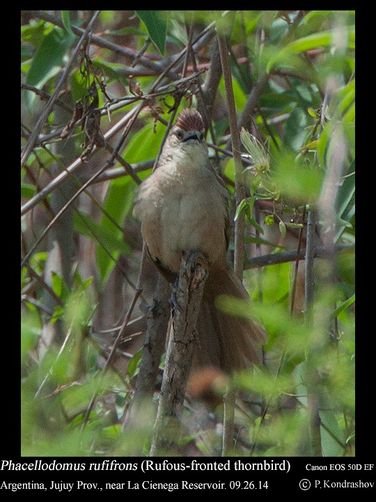 Rufous-fronted Thornbird (Rufous-fronted) - ML630920146