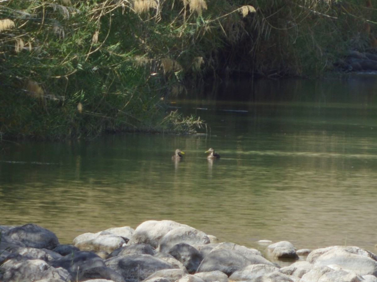Mexican Duck - ML630920209