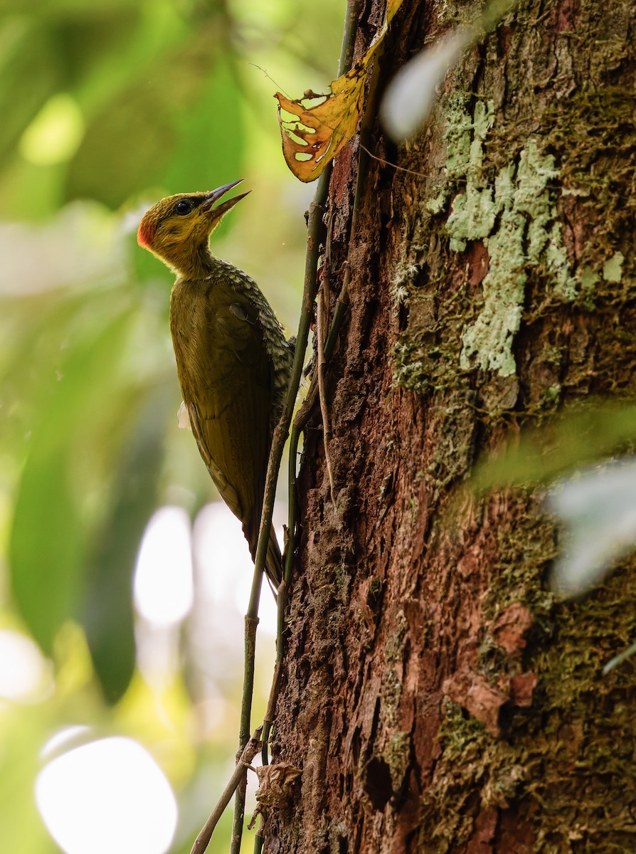 Yellow-throated Woodpecker - ML630920247