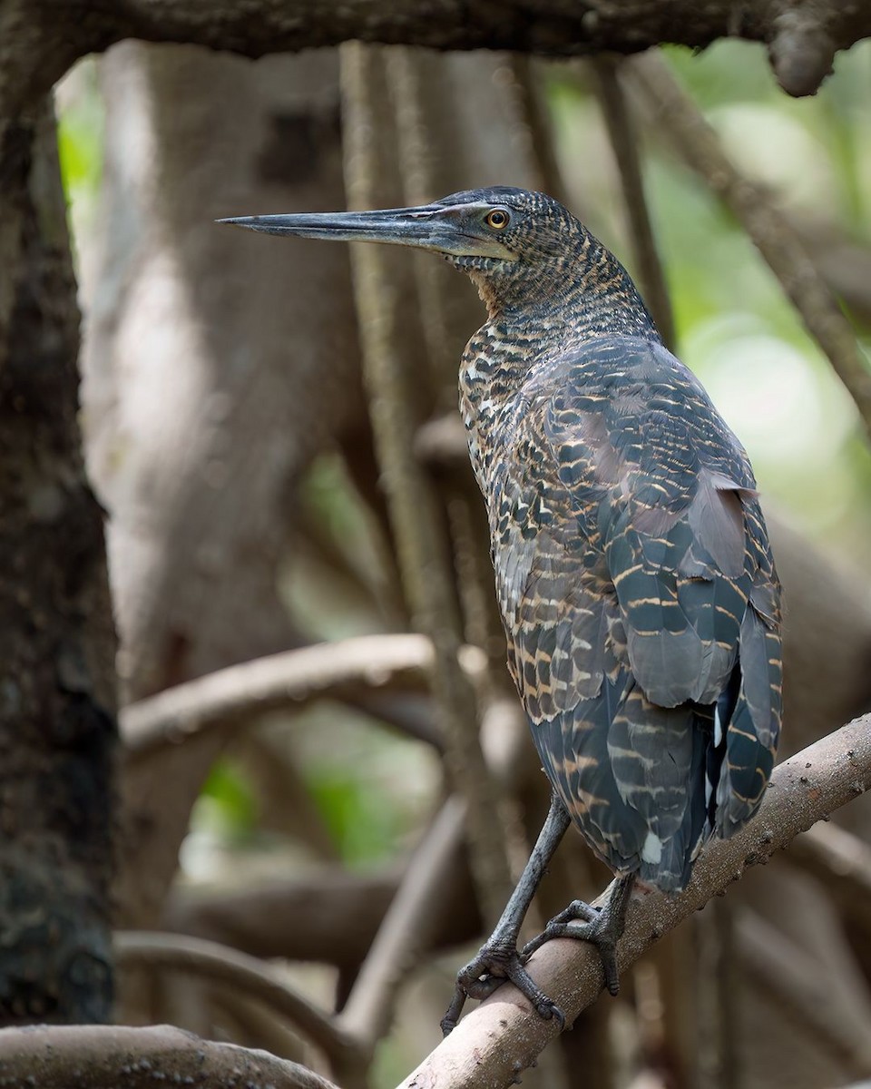 White-crested Tiger-Heron - ML630920378