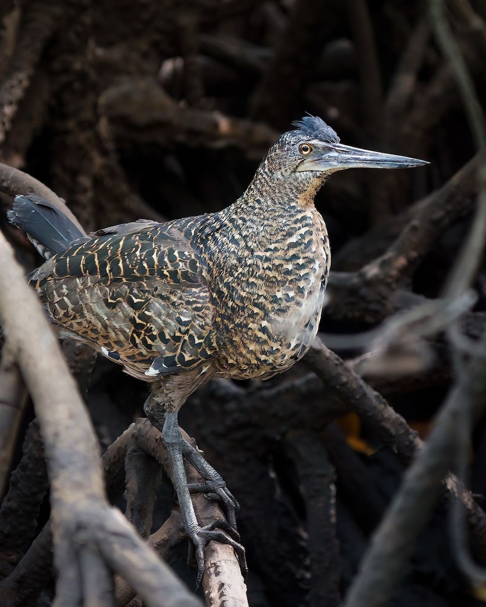 White-crested Tiger-Heron - ML630920379