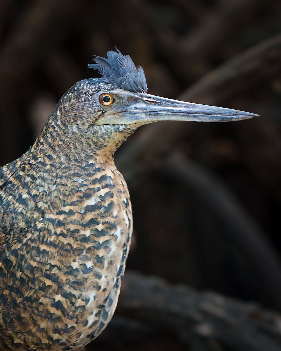 White-crested Tiger-Heron - ML630920380