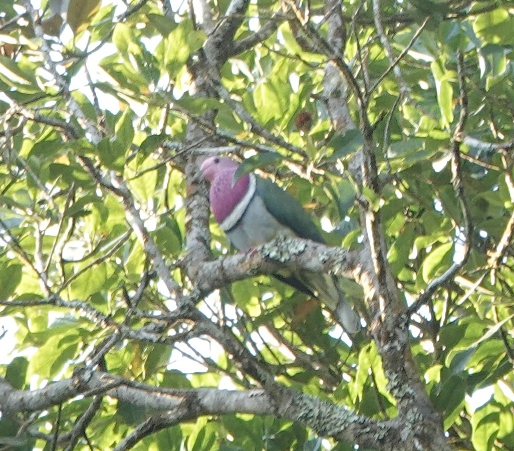 Pink-headed Fruit-Dove - ML630920603