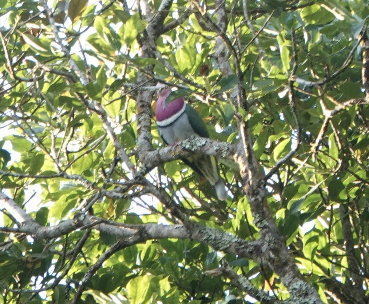 Pink-headed Fruit-Dove - ML630920604