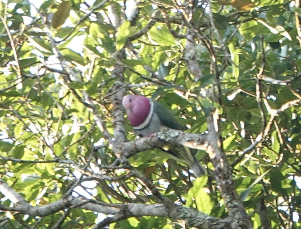 Pink-headed Fruit-Dove - ML630920605