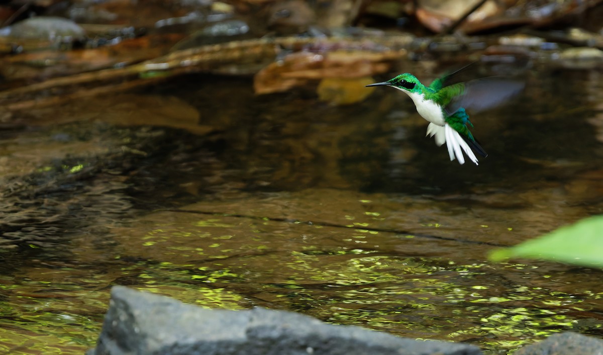 Black-eared Fairy - Cameron Rutt