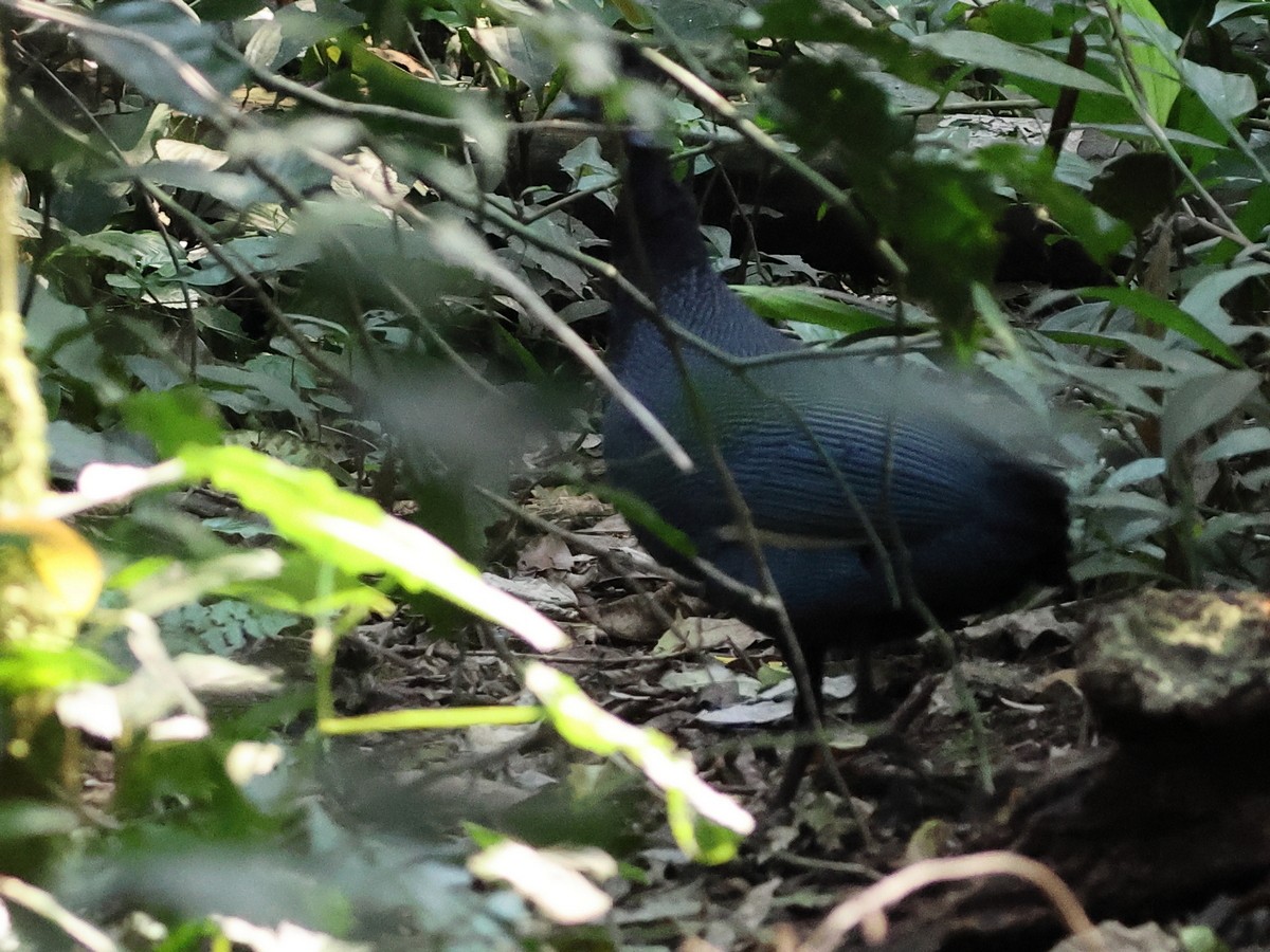 Western Crested Guineafowl - ML630920745