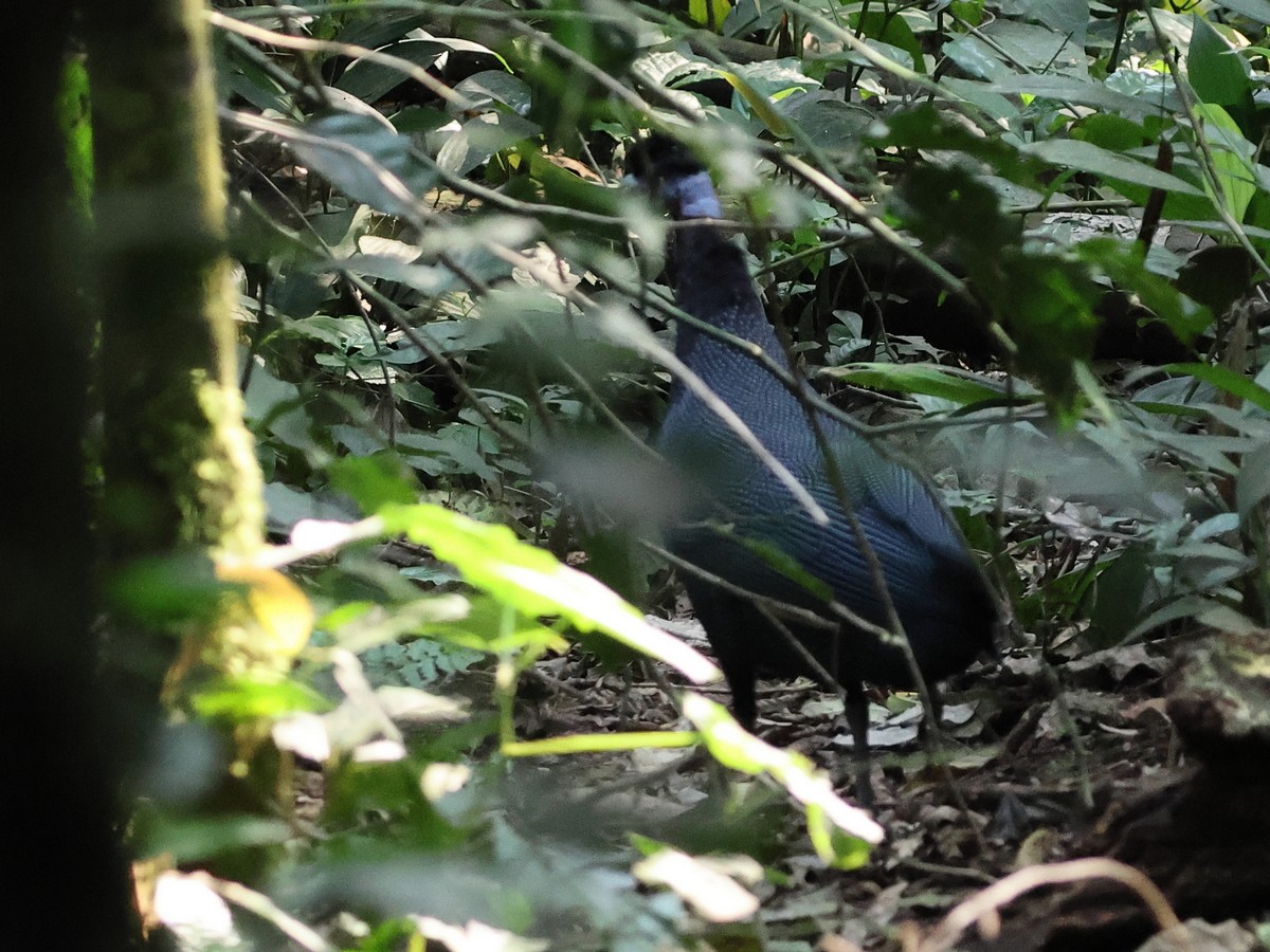 Western Crested Guineafowl - ML630920746
