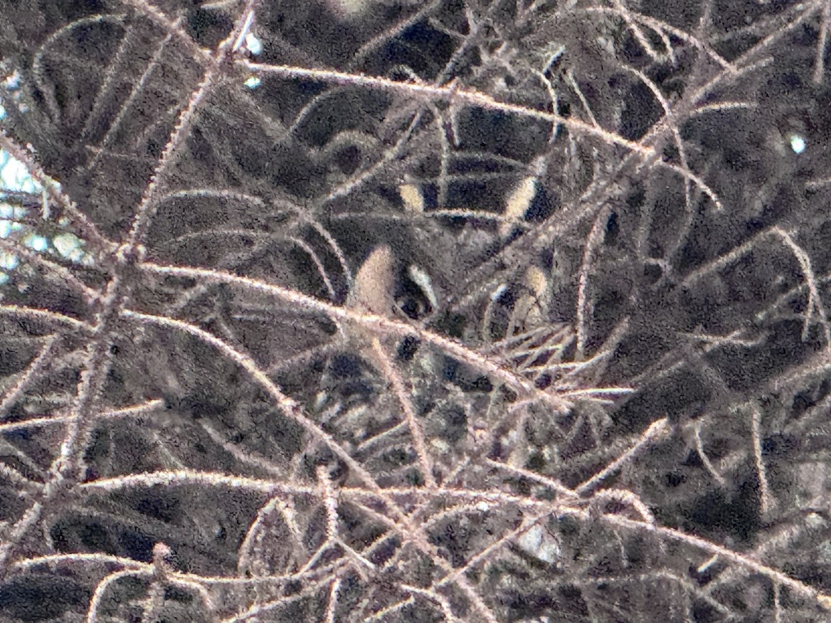 Long-eared Owl - ML630920840