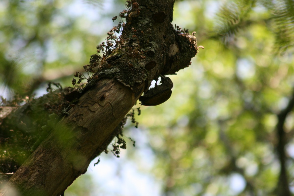 Little Woodpecker - ML63092111