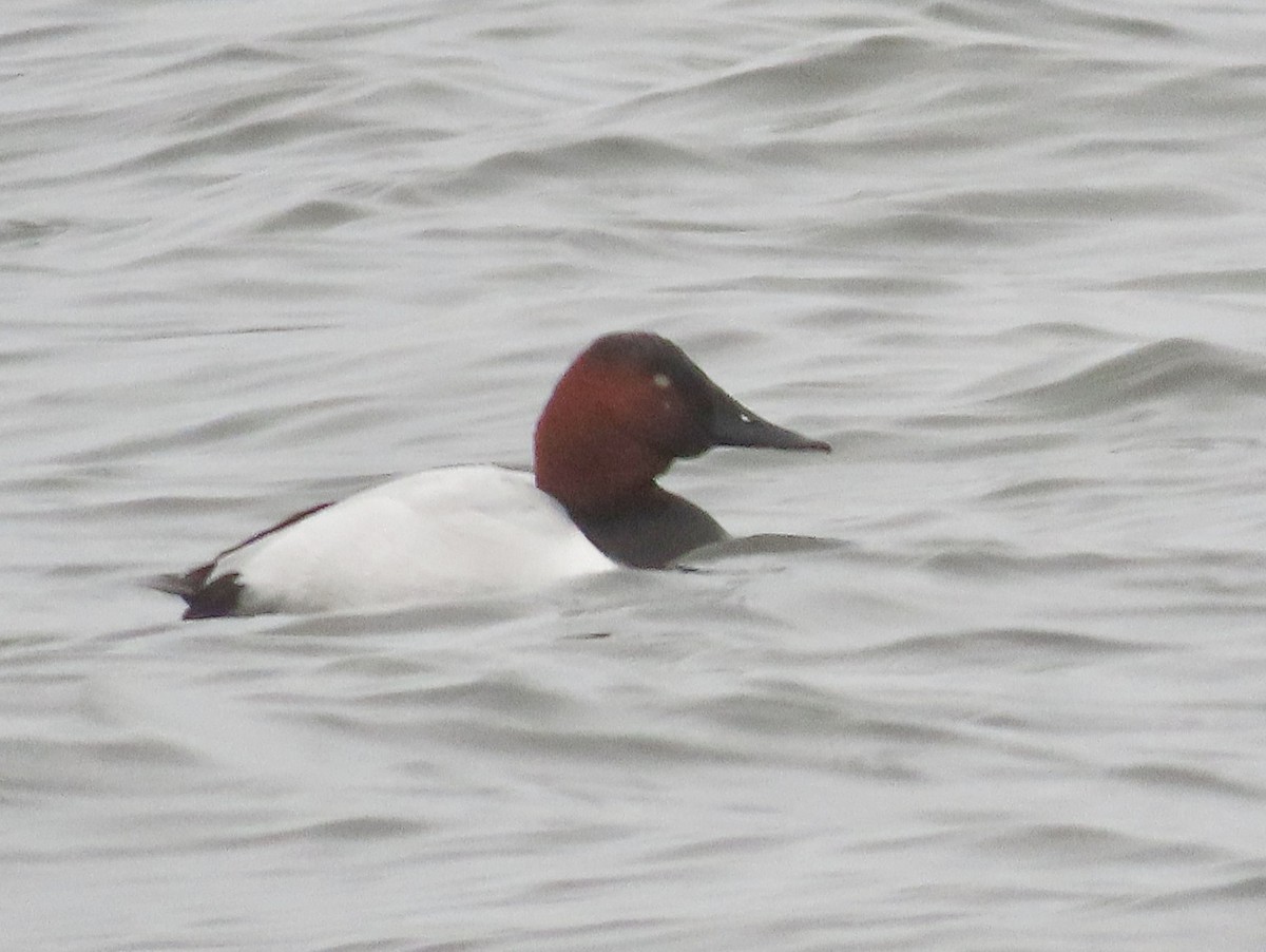 Canvasback - ML630921230