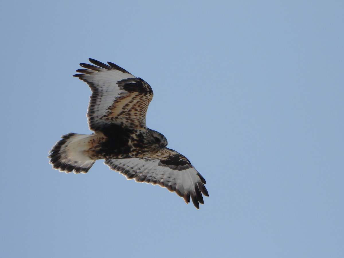 Rough-legged Hawk - ML630921627