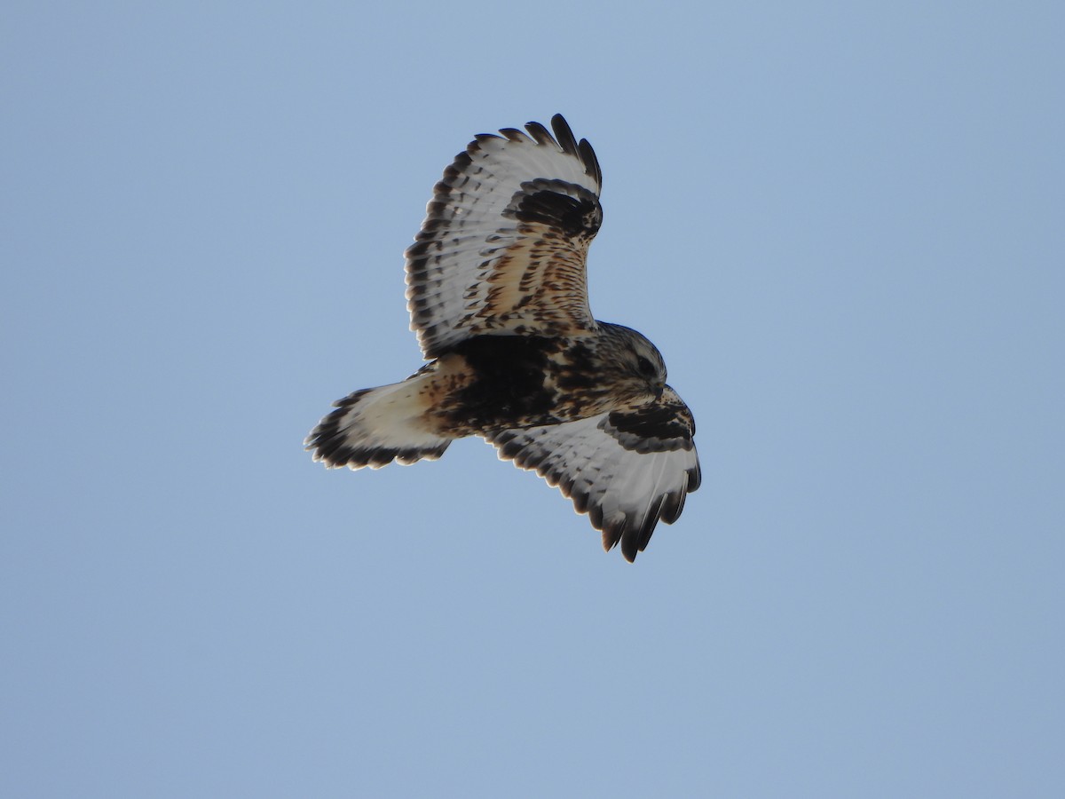 Rough-legged Hawk - ML630921629