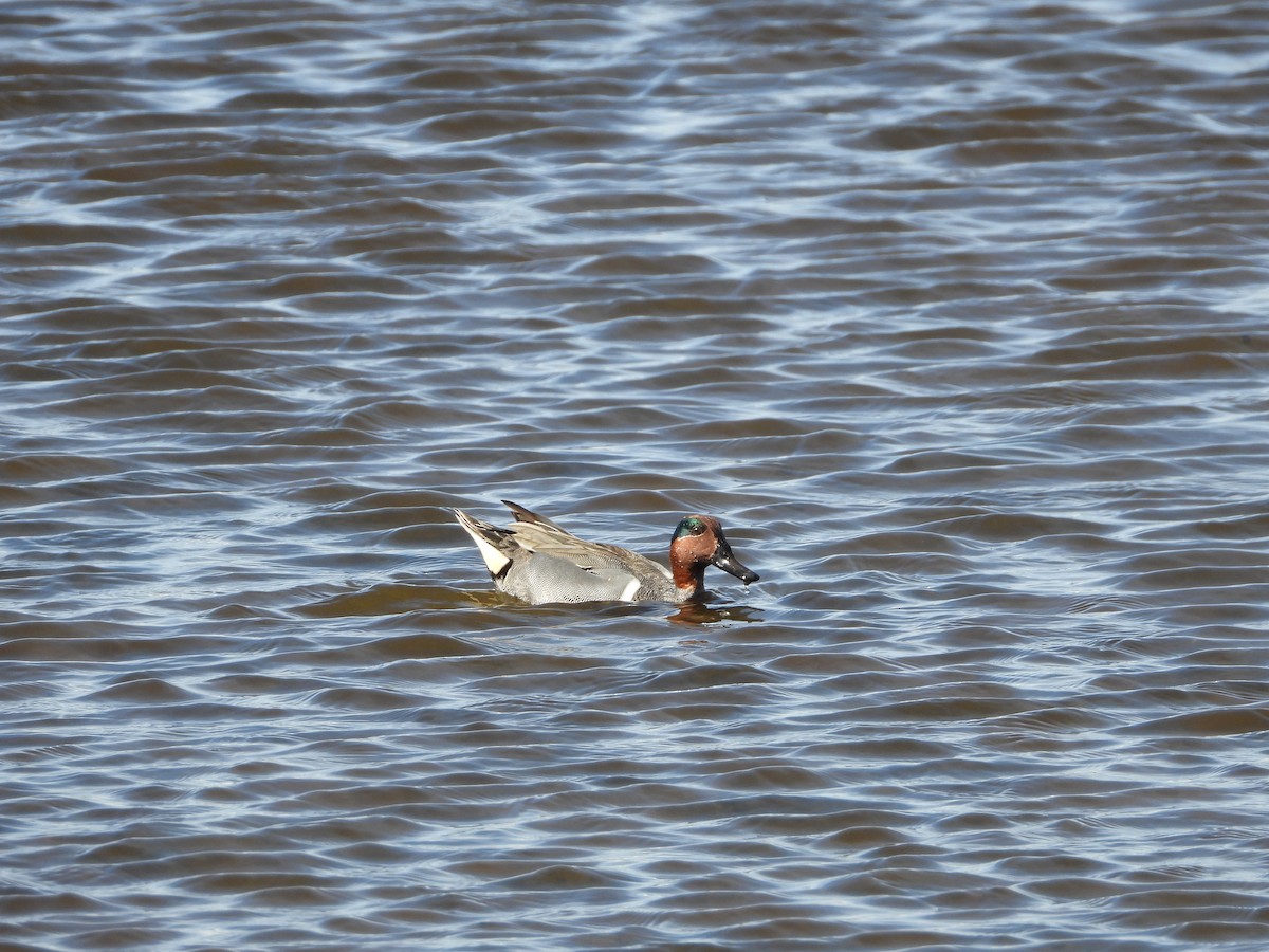 Green-winged Teal - ML630921723