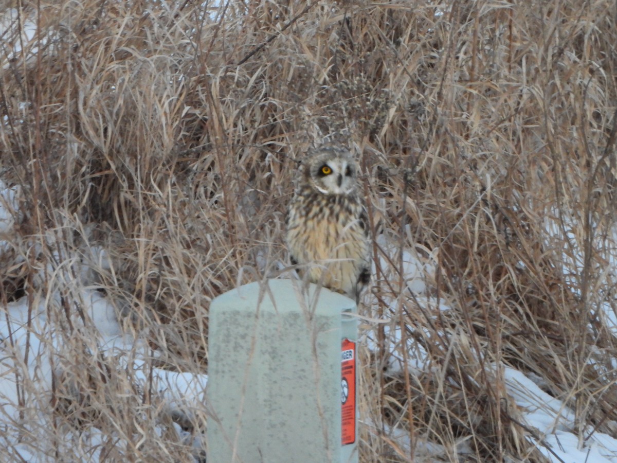 Short-eared Owl - ML630921783