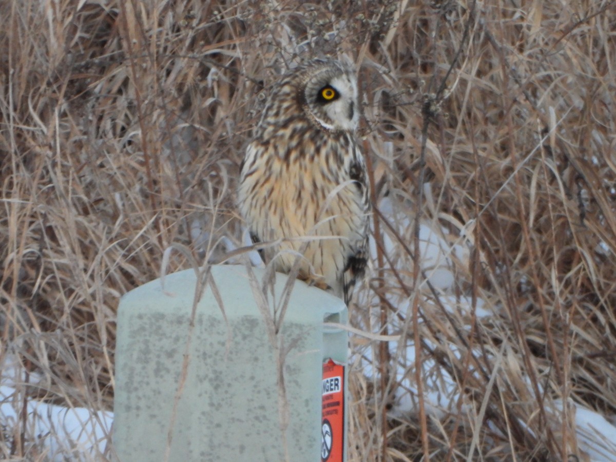 Short-eared Owl - ML630921785