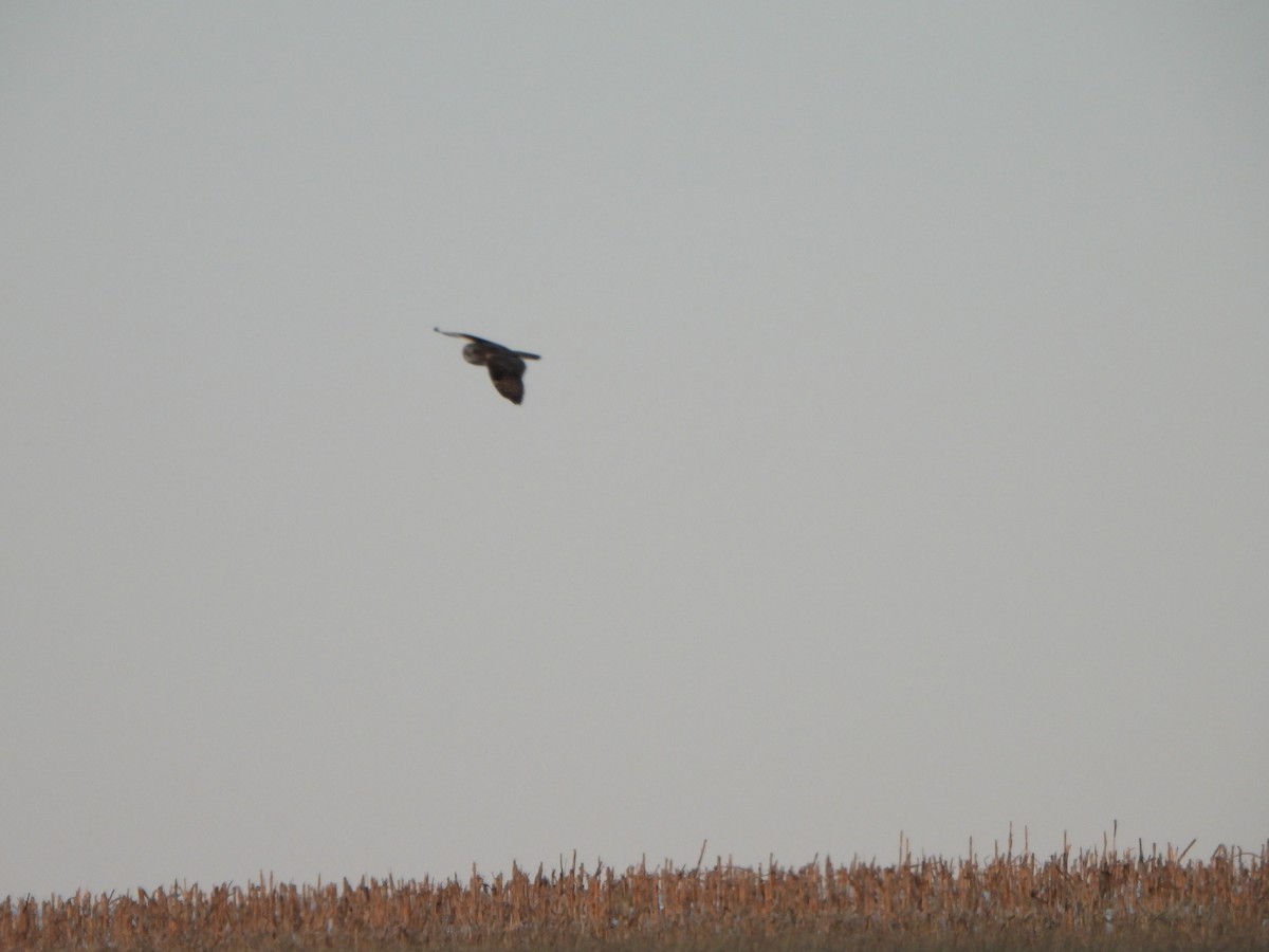 Short-eared Owl - ML630921786