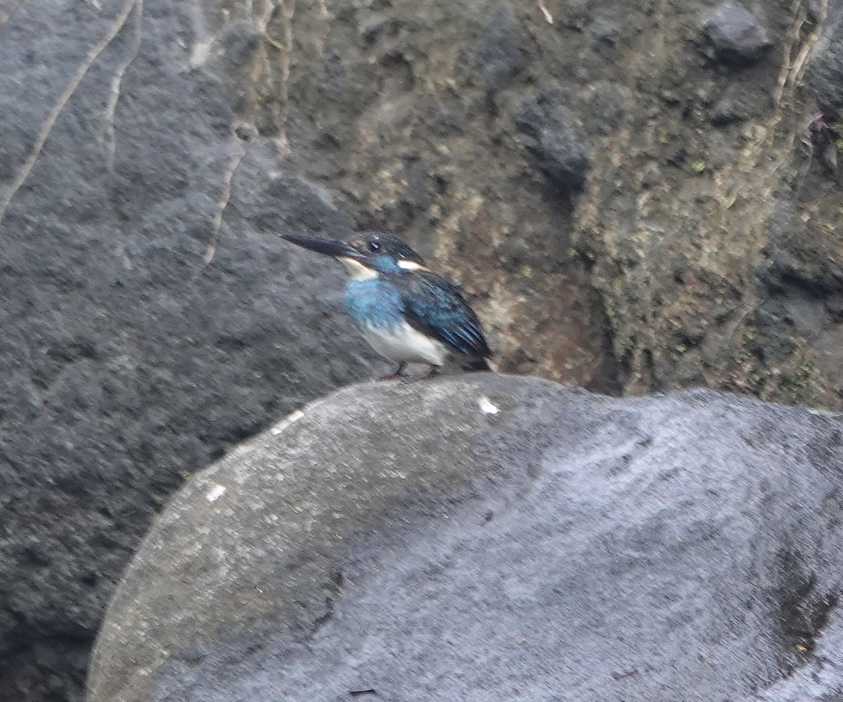 Javan Blue-banded Kingfisher - ML630921812