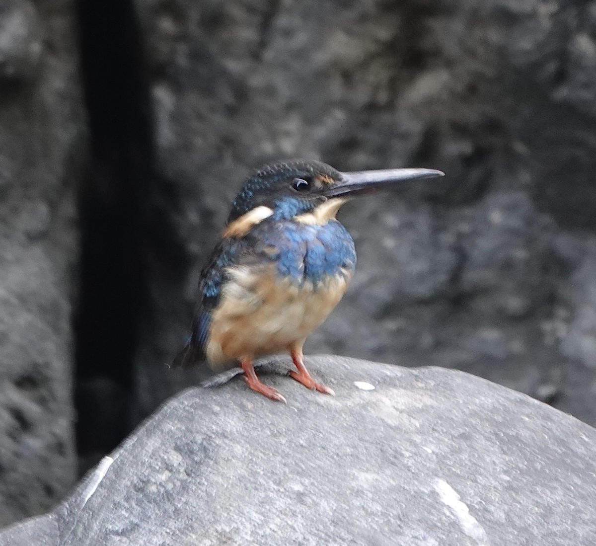 Javan Blue-banded Kingfisher - ML630921813