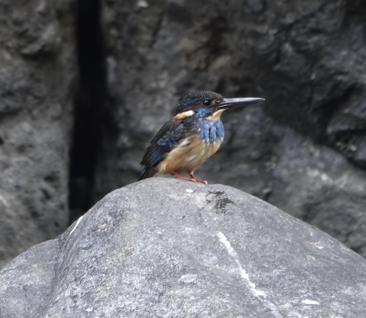 Javan Blue-banded Kingfisher - ML630921814