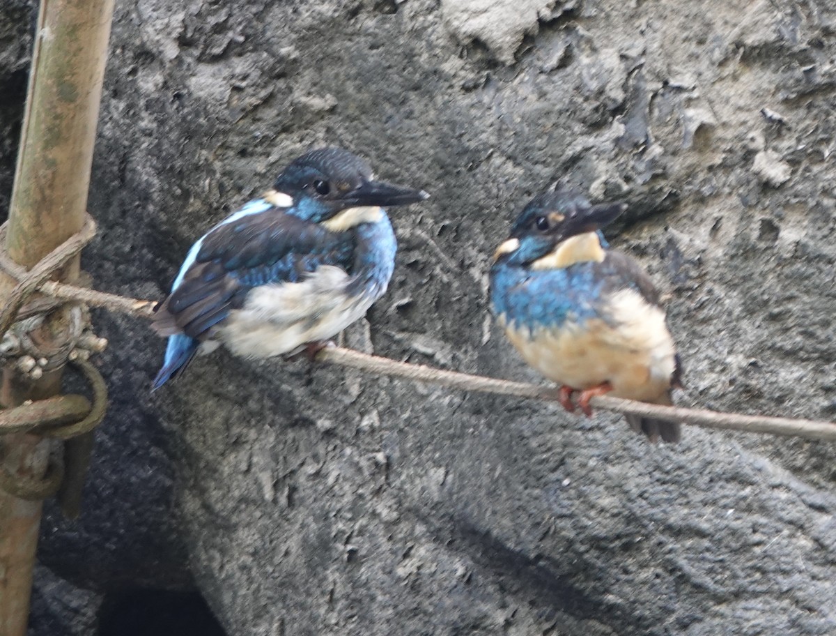 Javan Blue-banded Kingfisher - ML630921815