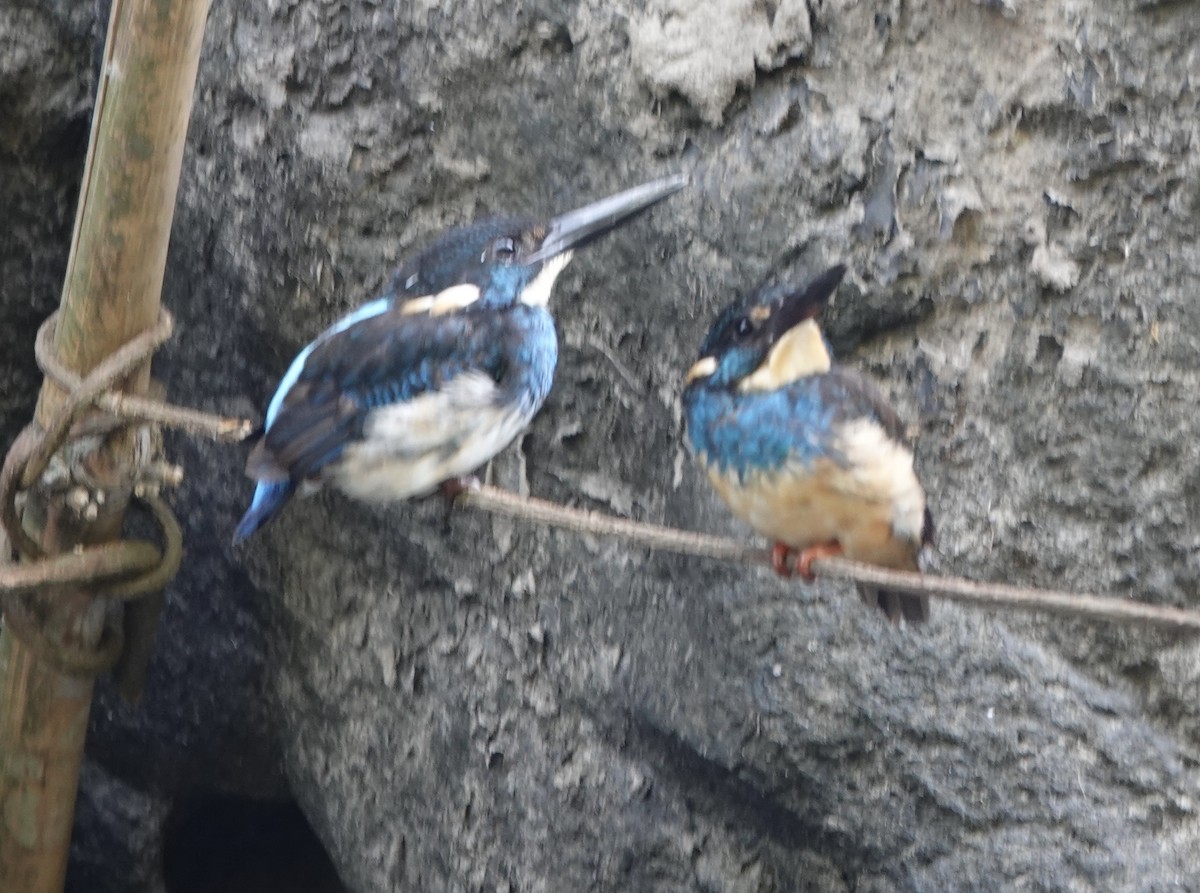 Javan Blue-banded Kingfisher - ML630921816