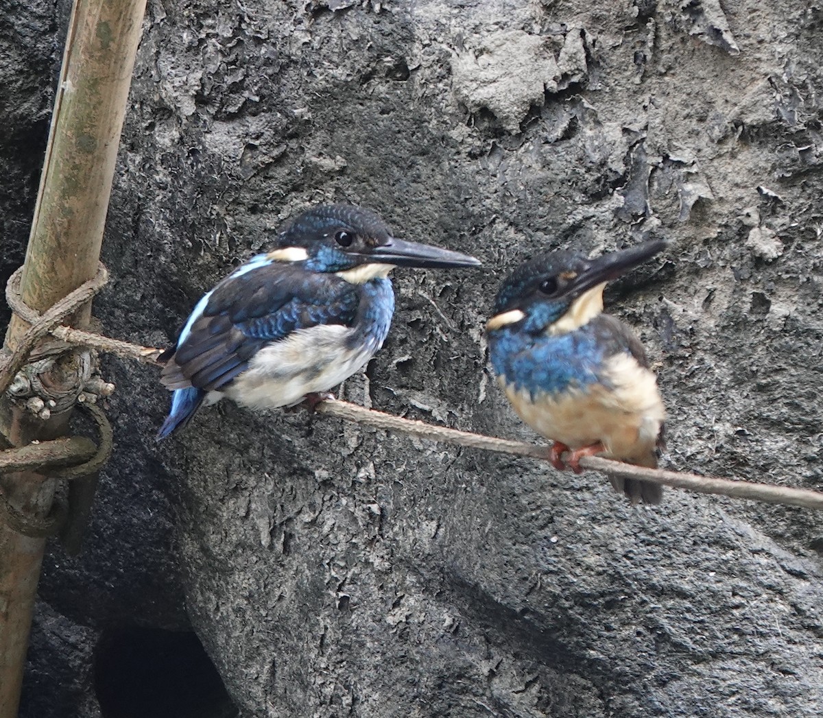 Javan Blue-banded Kingfisher - ML630921817