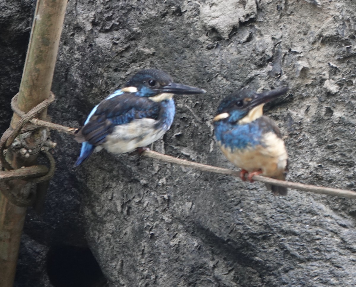 Javan Blue-banded Kingfisher - ML630921818