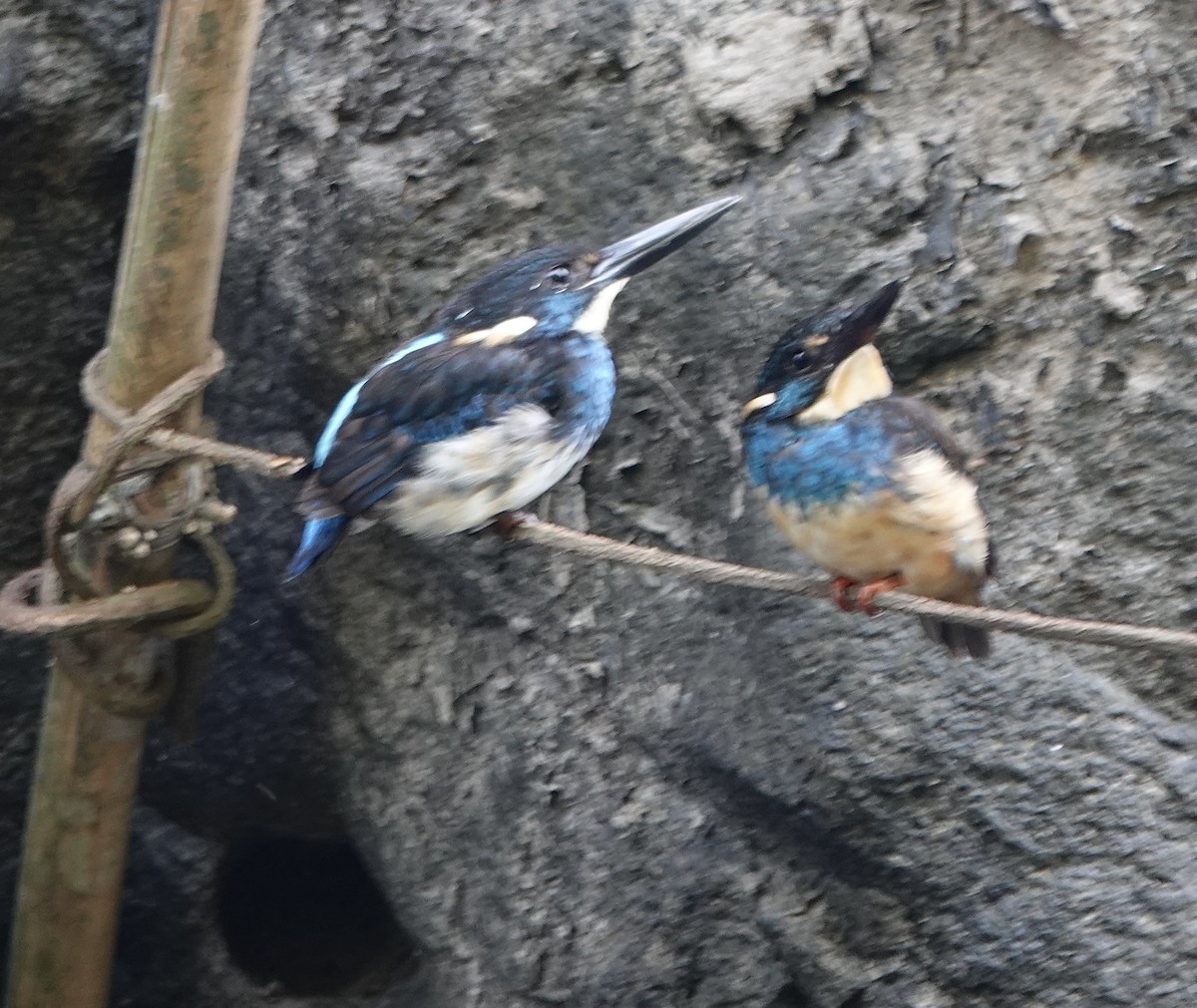 Javan Blue-banded Kingfisher - ML630921819