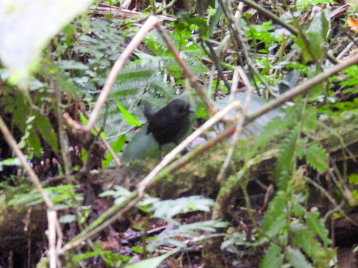 Stiles's Tapaculo - ML630922358